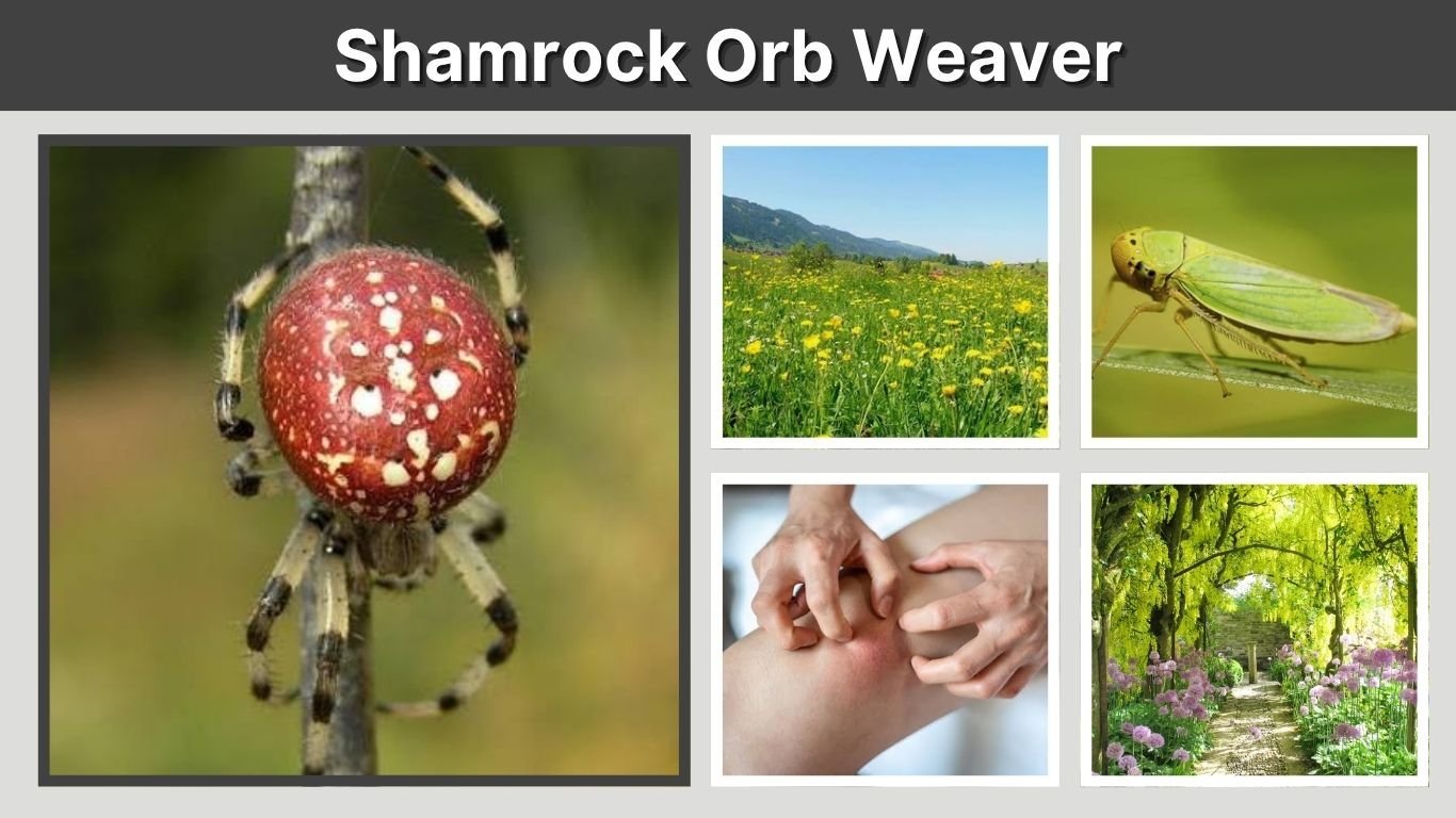 Shamrock Orb Weaver: Identification, Bite, Size and Facts