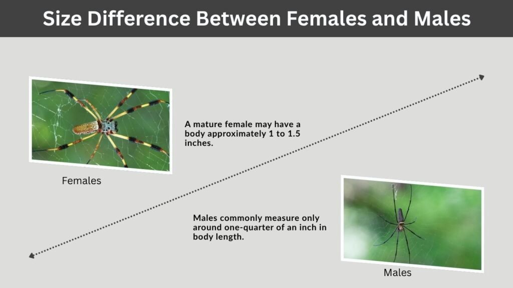 Size Difference Between Females and Males