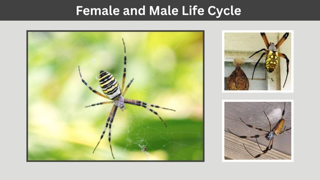 Female and Male Life Cycle