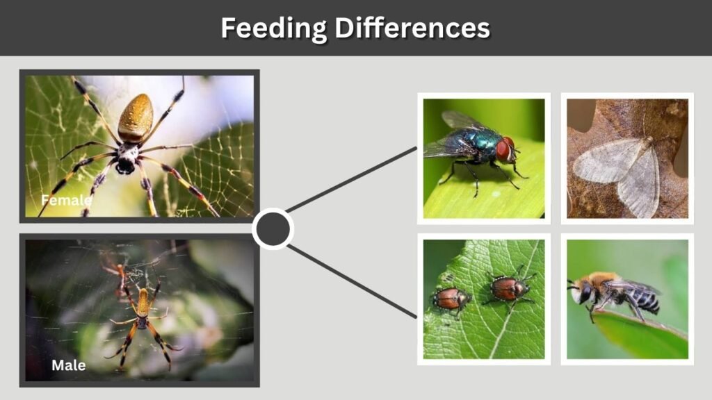 Feeding Differences