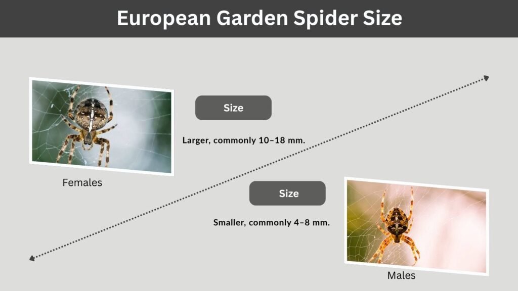 European Garden Spider Size