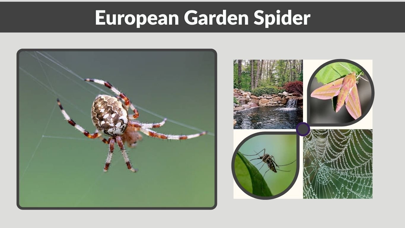 European Garden Spider: Bite, Size, Web, Diet & Facts