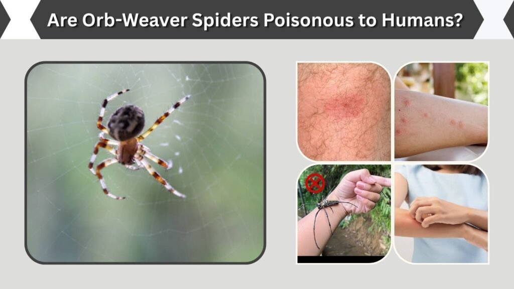 Are Orb-Weaver Spiders Poisonous to Humans?