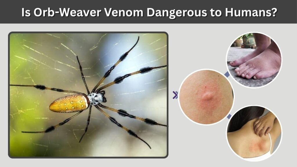 Is Orb-Weaver Venom Dangerous to Humans?