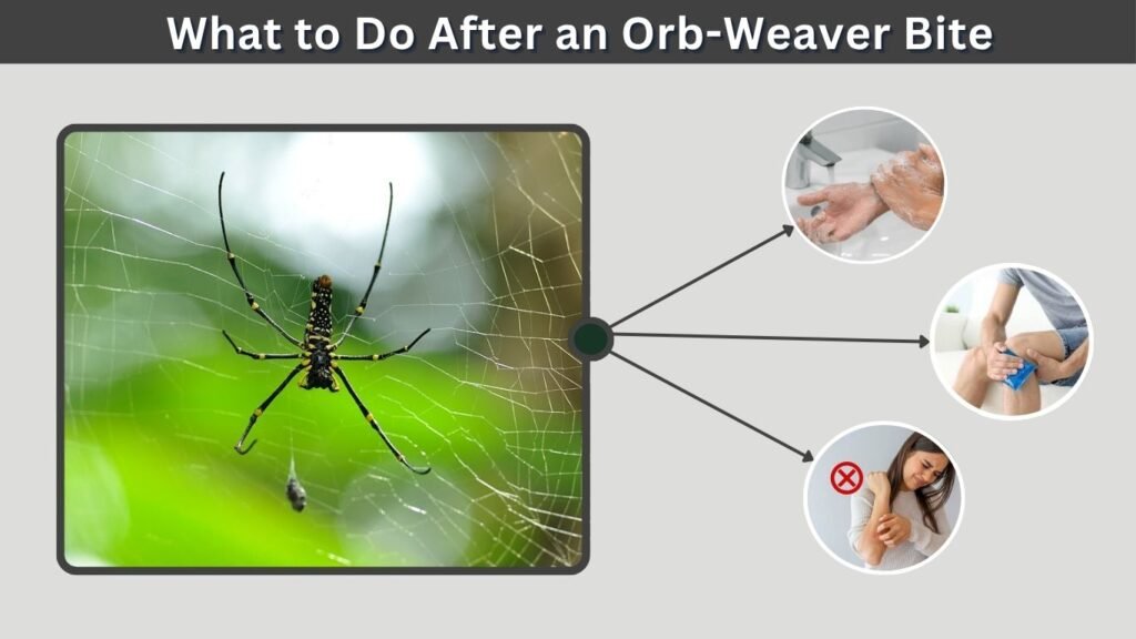 What to Do After an Orb-Weaver Bite