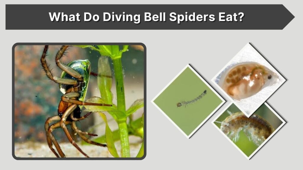 What Do Diving Bell Spiders Eat?