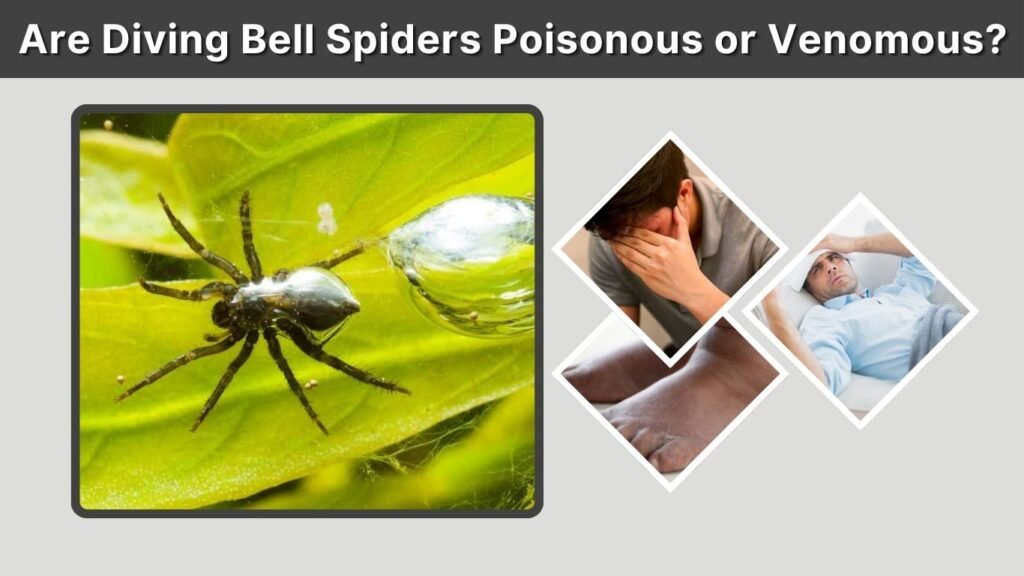 Are Diving Bell Spiders Poisonous or Venomous?