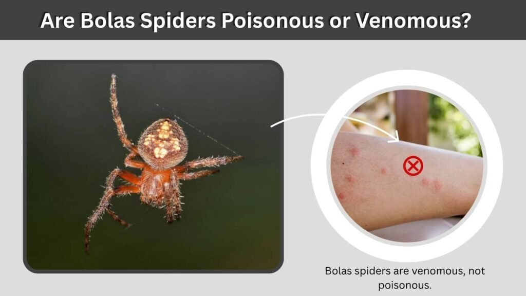 Are Bolas Spiders Poisonous or Venomous?