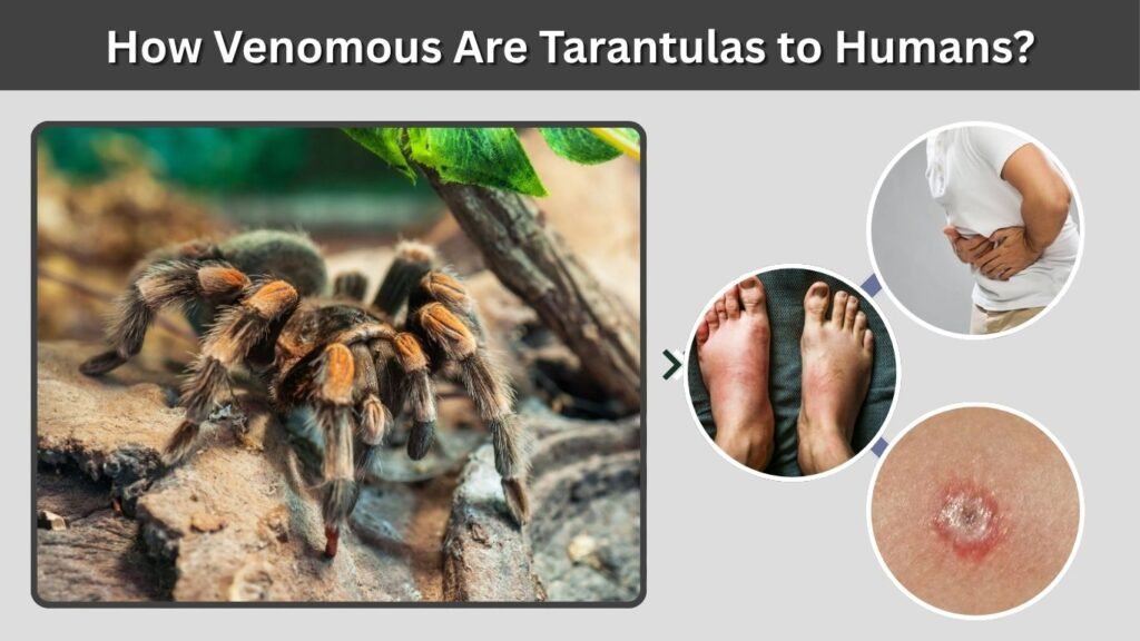 How Venomous Are Tarantulas to Humans?