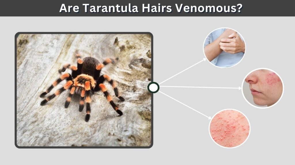 Are Tarantula Hairs Venomous?