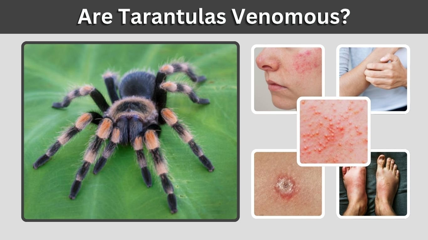 Are Tarantulas Venomous? Bite Risks and Safety Facts
