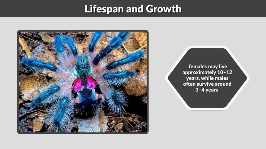 Lifespan and Growth