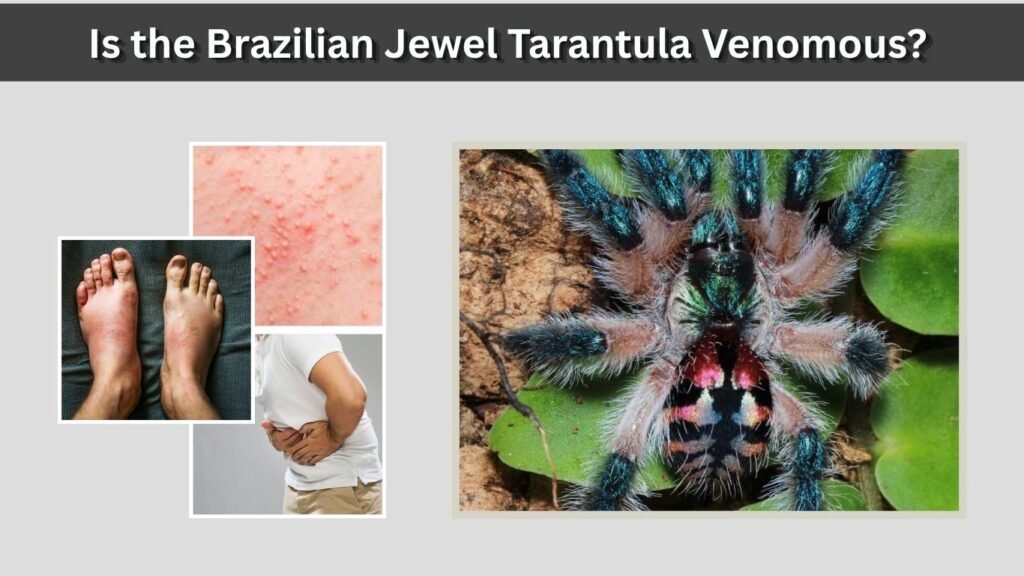 Is the Brazilian Jewel Tarantula Venomous?