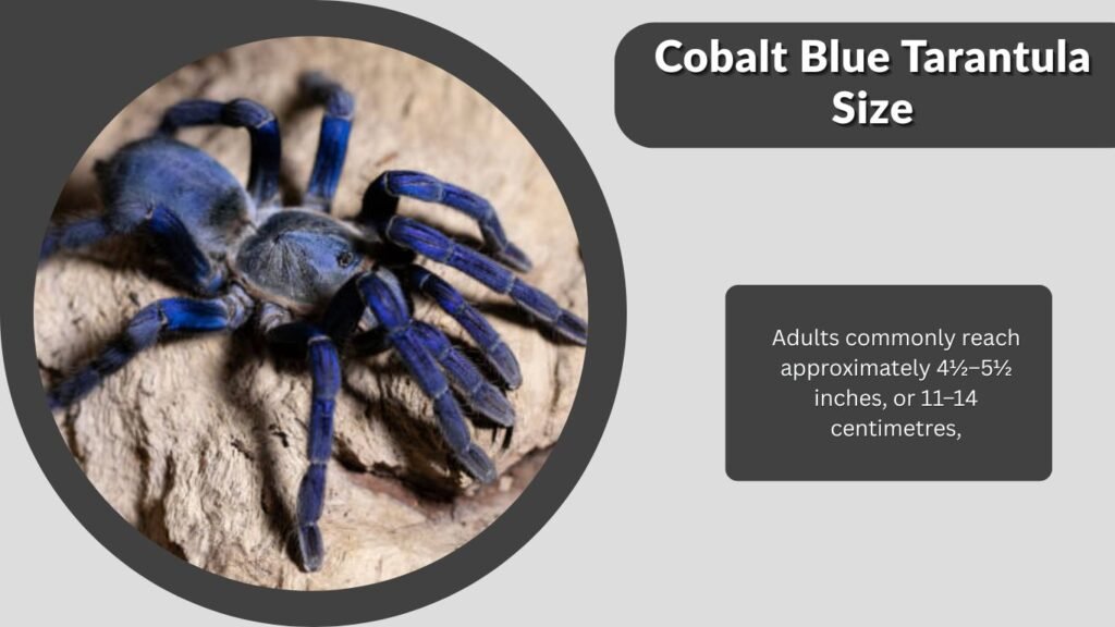 Cobalt Blue Tarantula Size