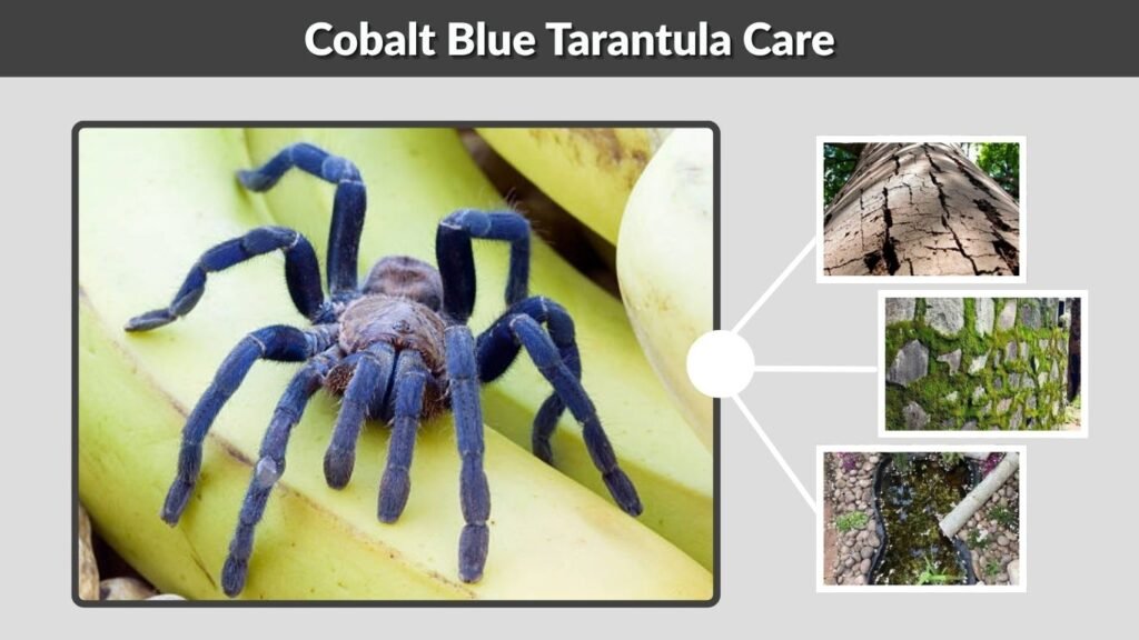 Cobalt Blue Tarantula Care
