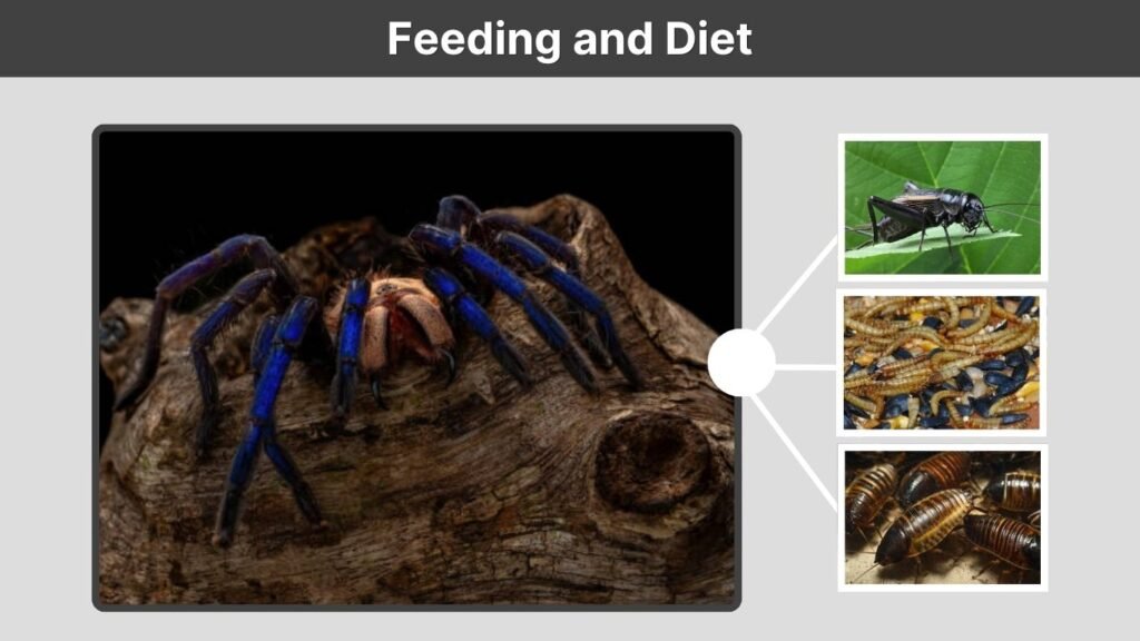 Feeding and Diet