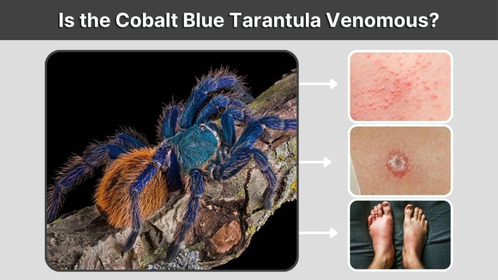 Is the Cobalt Blue Tarantula Venomous?
