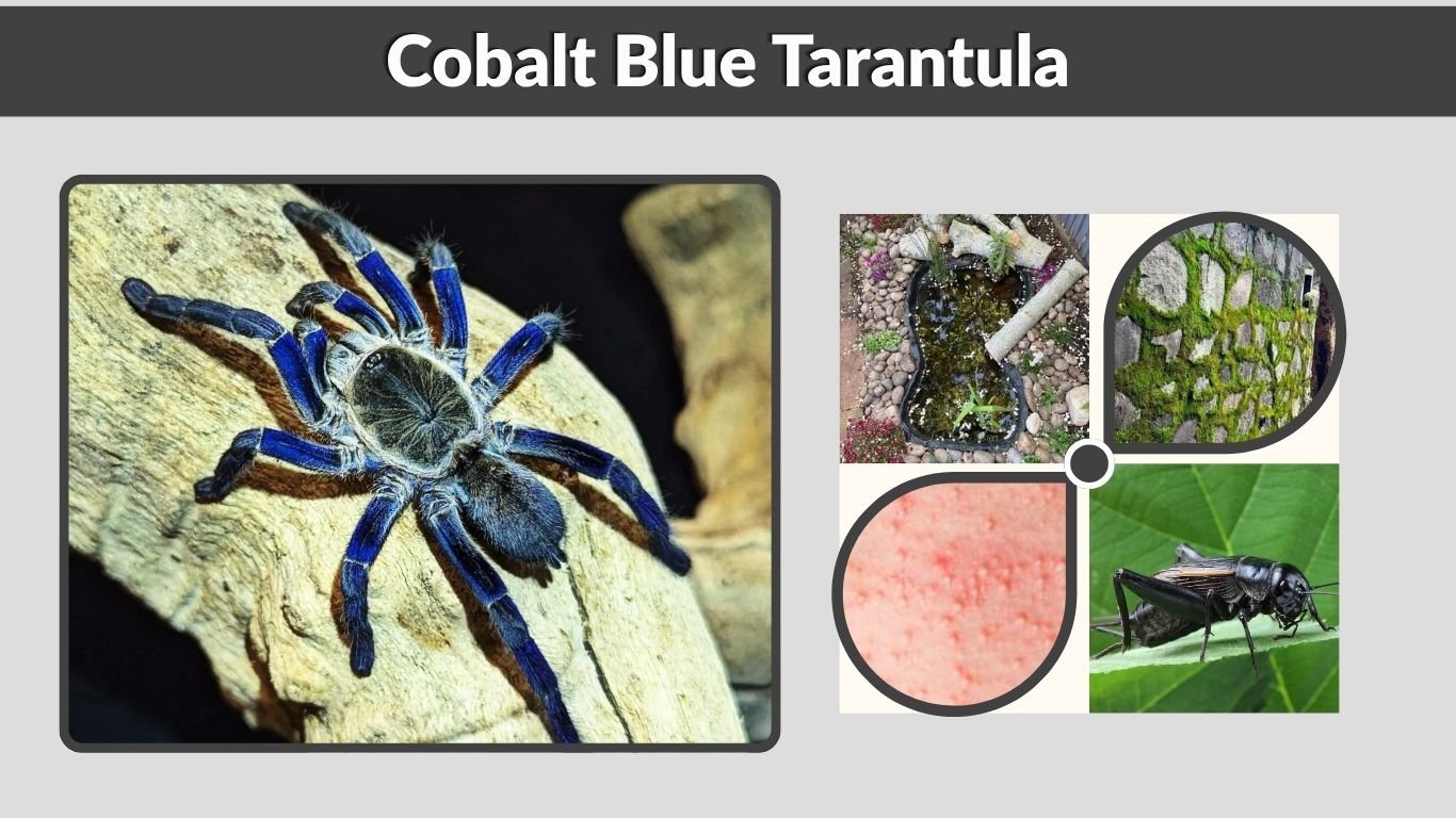 Cobalt Blue Tarantula: Care, Size, Venom and Facts