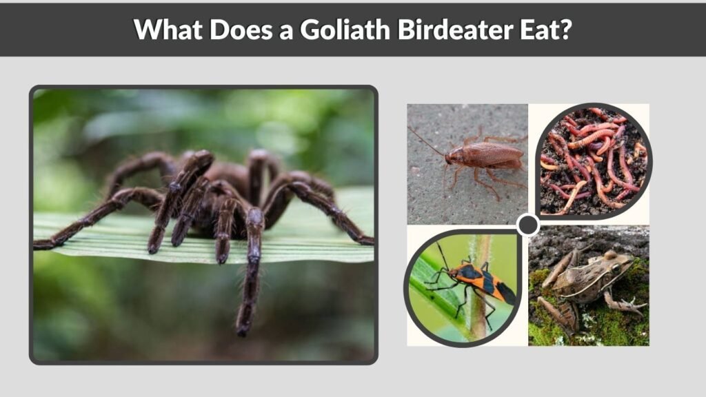 What Does a Goliath Birdeater Eat?