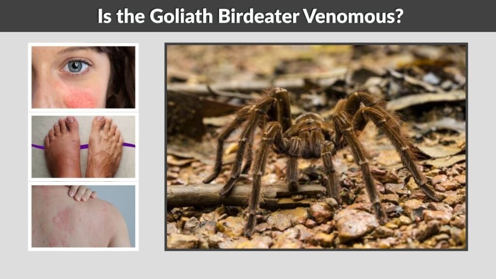 Is the Goliath Birdeater Venomous?