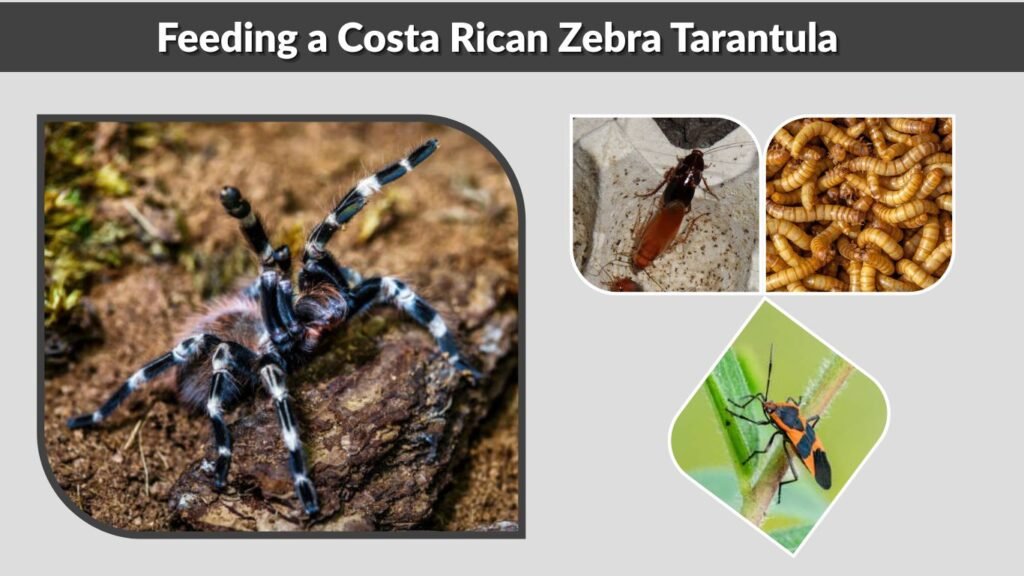 Feeding a Costa Rican Zebra Tarantula