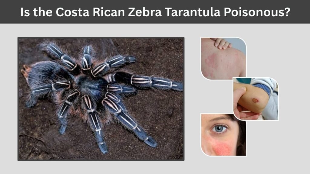 Is the Costa Rican Zebra Tarantula Poisonous?