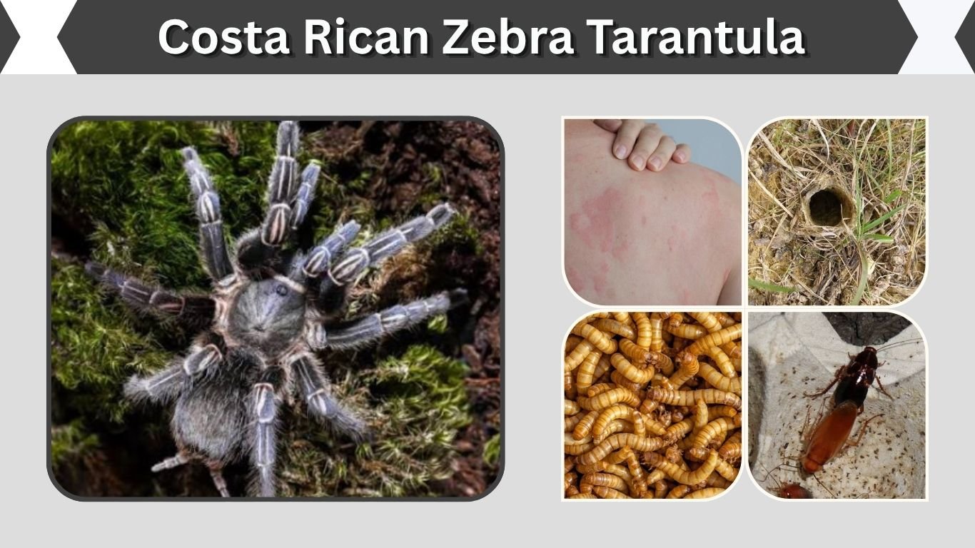 Costa Rican Zebra Tarantula: Care, Size and Temperament