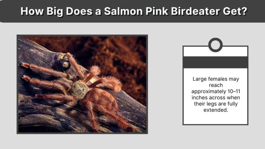 How Big Does a Salmon Pink Birdeater Get?