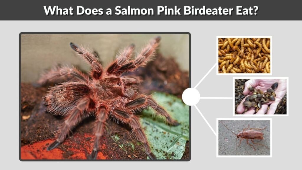 What Does a Salmon Pink Birdeater Eat?