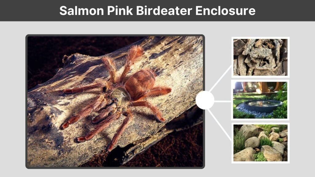 Salmon Pink Birdeater Enclosure