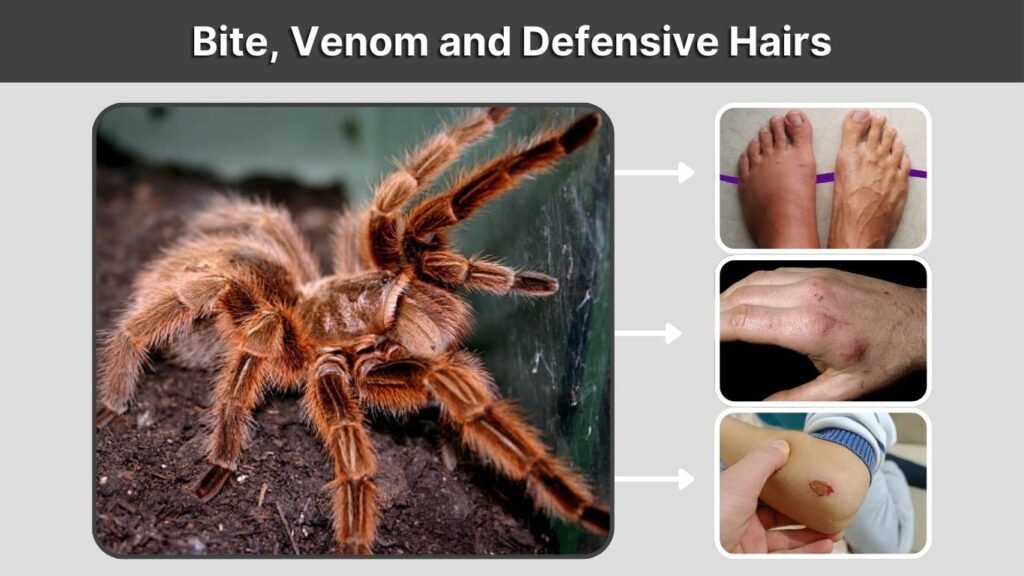 Bite, Venom and Defensive Hairs