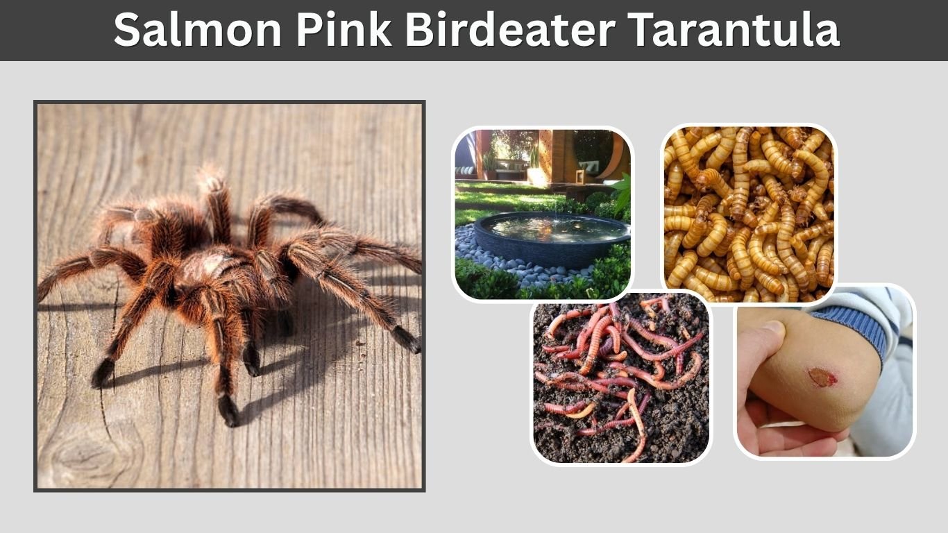 Salmon Pink Birdeater Tarantula: Care, Size and Facts