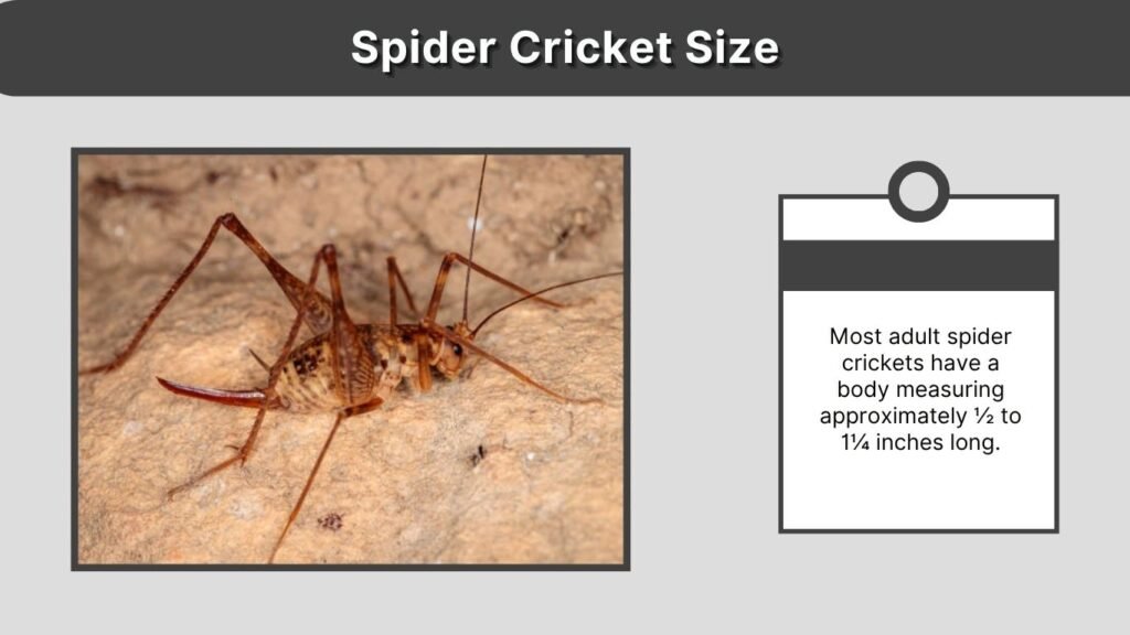 Spider Cricket Size