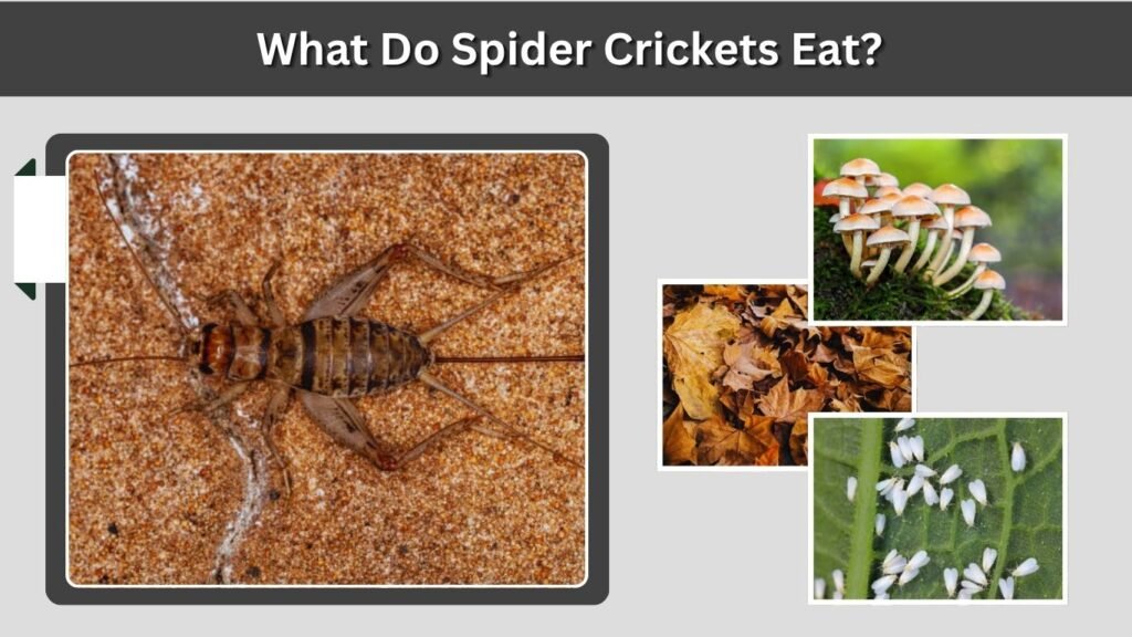 What Do Spider Crickets Eat?