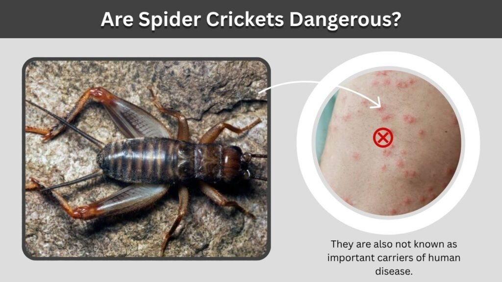 Are Spider Crickets Dangerous?