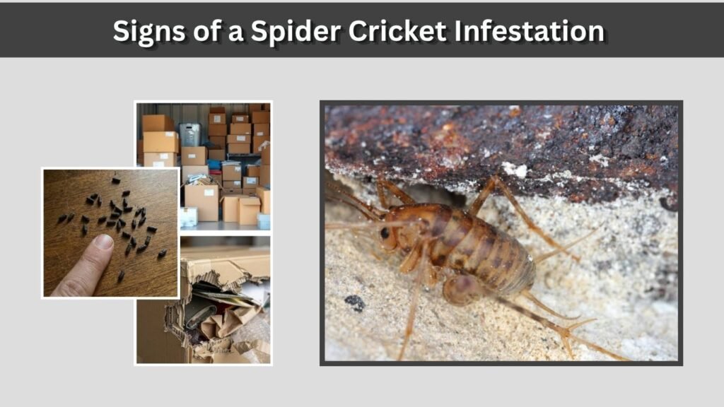 Signs of a Spider Cricket Infestation