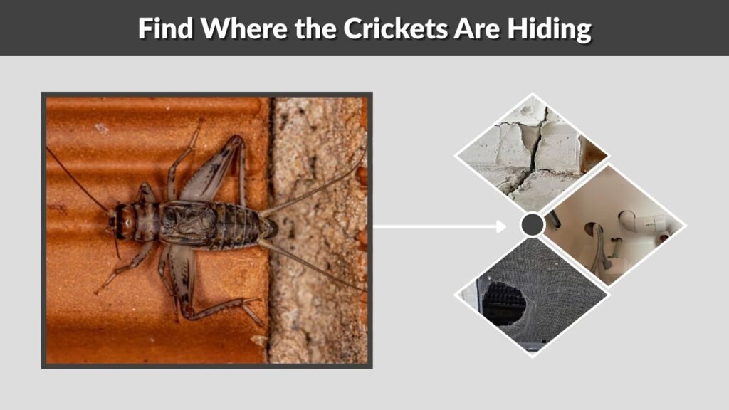 Find Where the Crickets Are Hiding