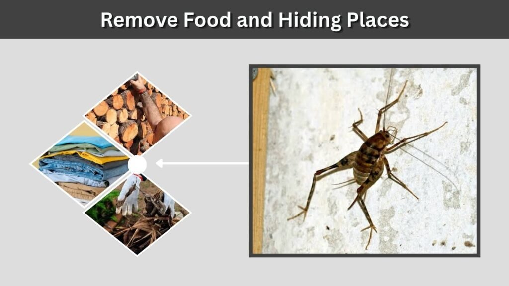 Remove Food and Hiding Places