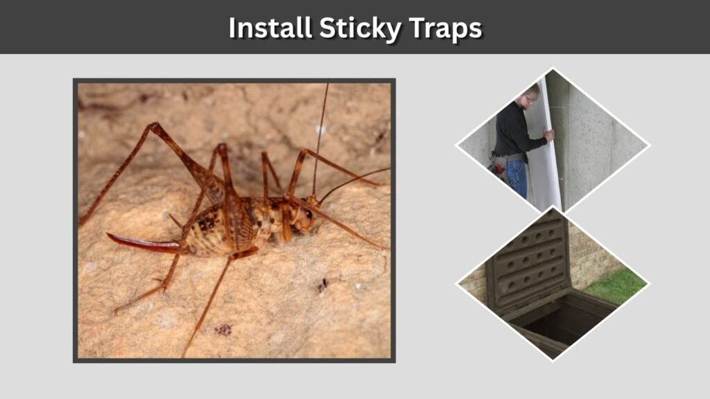 Install Sticky Traps