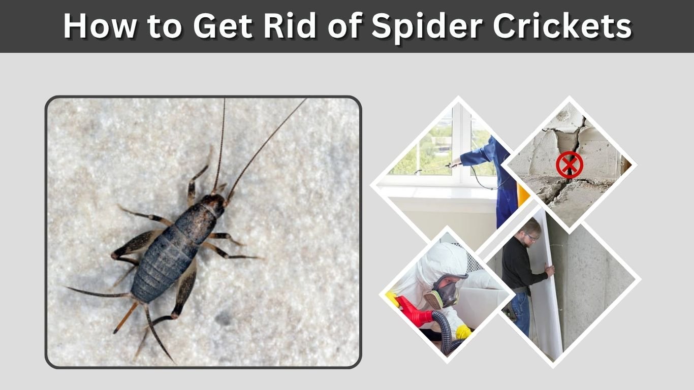 How to Get Rid of Spider Crickets: A Step-by-Step Guide