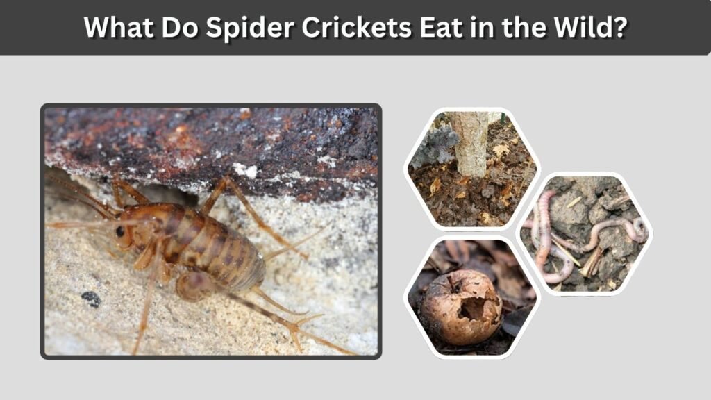 What Do Spider Crickets Eat in the Wild?