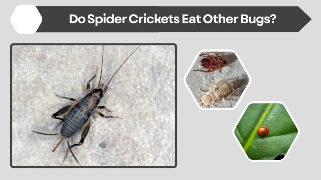 Do Spider Crickets Eat Other Bugs?