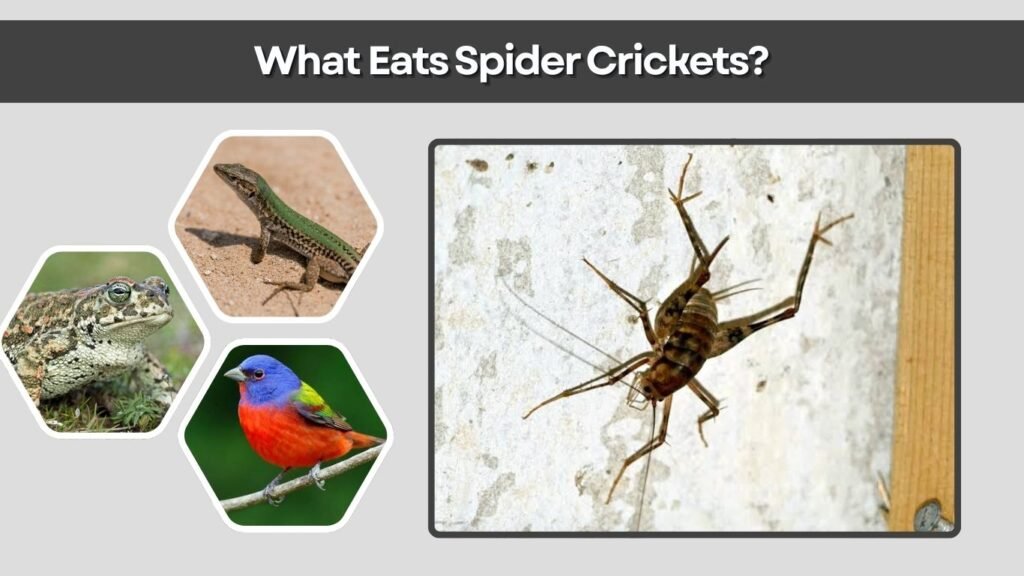What Eats Spider Crickets?
