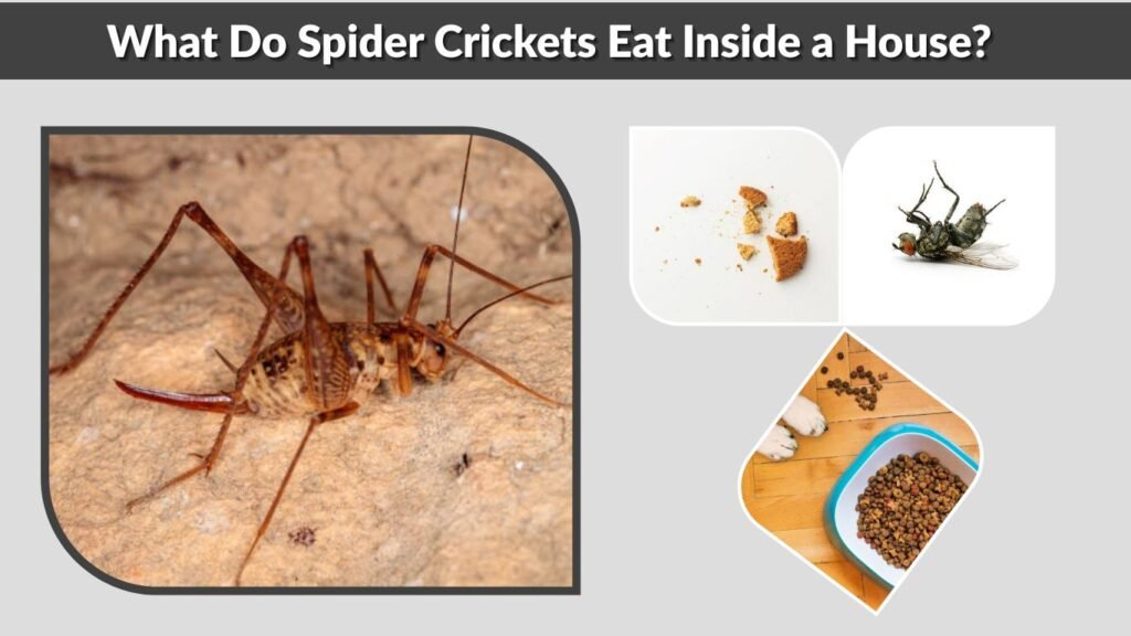 What Do Spider Crickets Eat Inside a House?