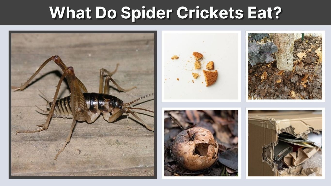 What Do Spider Crickets Eat? Diet and Feeding Habits