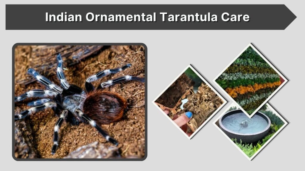 Indian Ornamental Tarantula Care