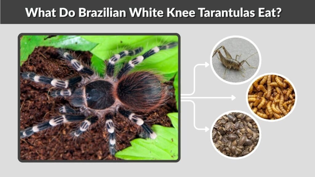 What Do Brazilian White Knee Tarantulas Eat?