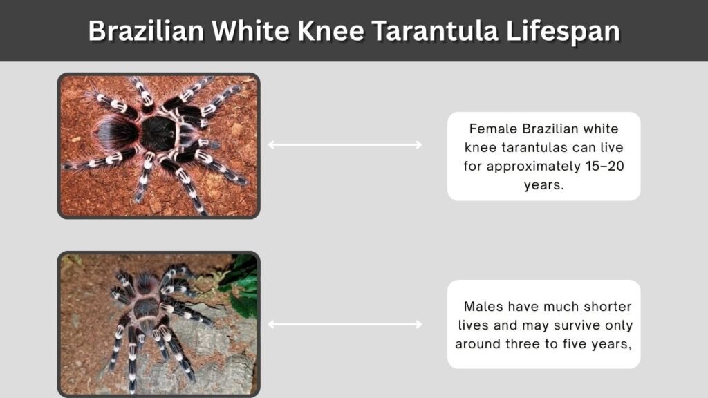 Brazilian White Knee Tarantula Lifespan