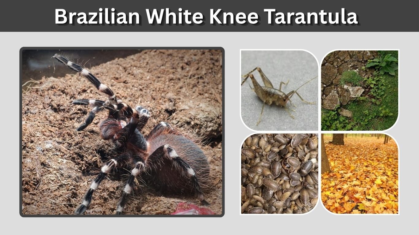 Brazilian White Knee Tarantula: Size, Care, and Lifespan