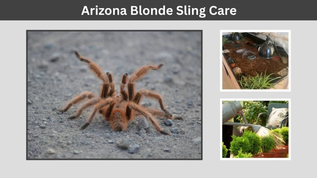 Arizona Blonde Sling Care